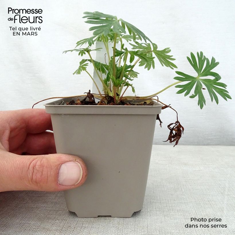 Aconitum Stainless Steel 8/9 cm pot sample as delivered in spring