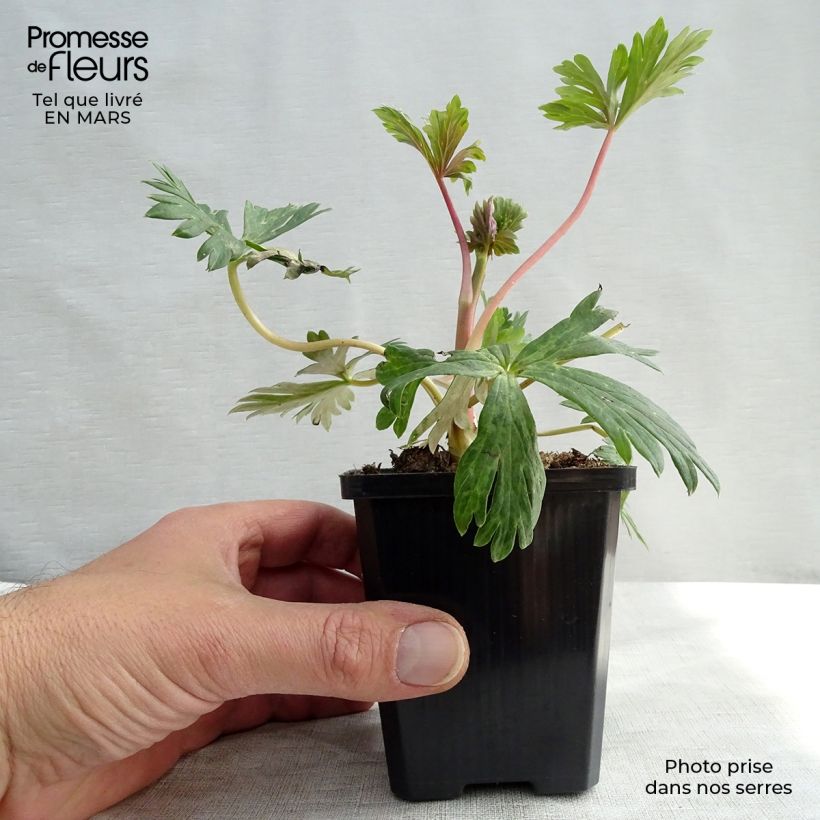 Aconitum carmichaelii Arendsii 8/9 cm pot sample as delivered in spring