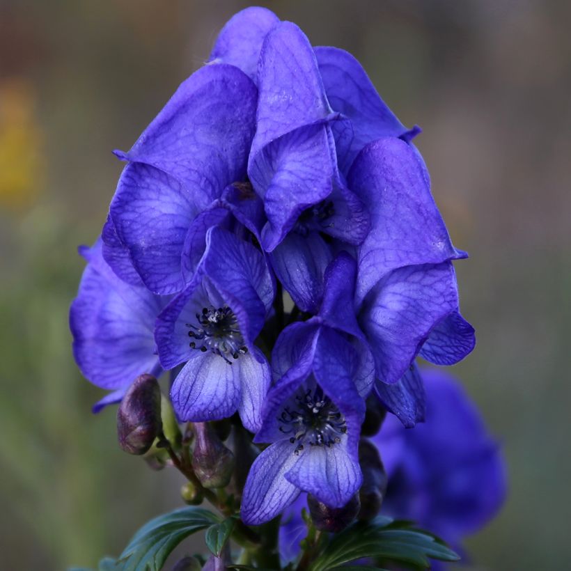 Aconitum fischeri (Flowering)