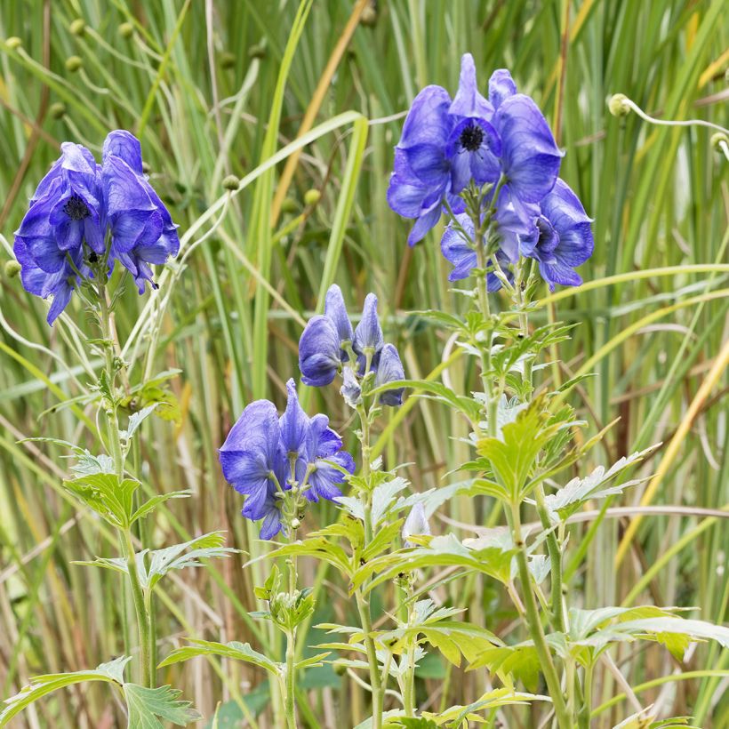 Aconitum fischeri (Plant habit)