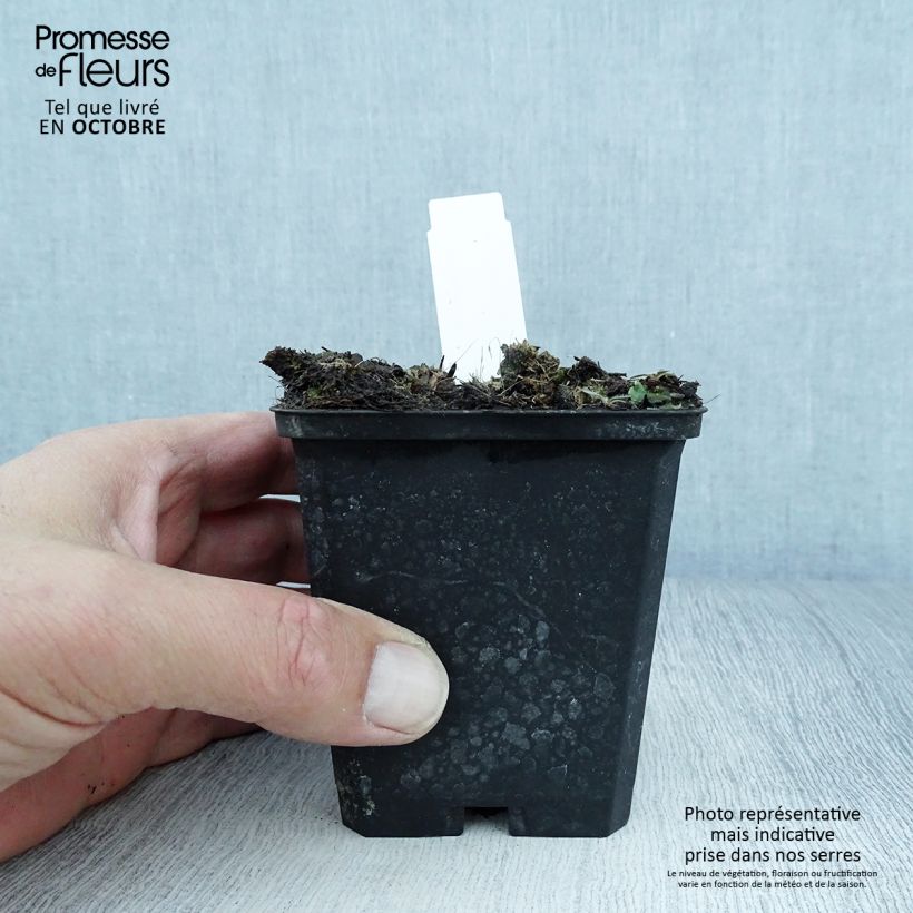 Aconitum lamarckii 8/9 cm pot sample as delivered in autumn
