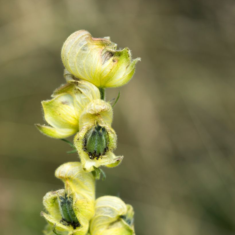 Aconitum anthora (Flowering)