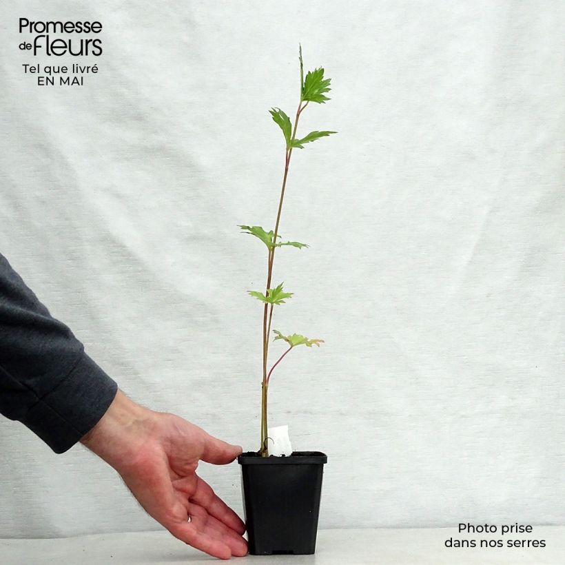 Aconitum carmichaelii Cloudy 8/9 cm pot sample as delivered in spring