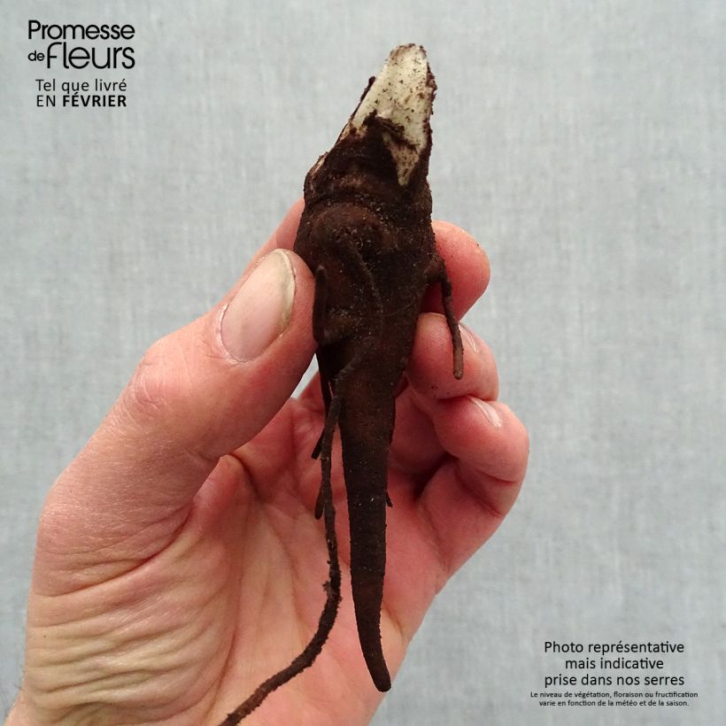 Aconitum carmichaelii Royal Flush Bare root sample as delivered in winter