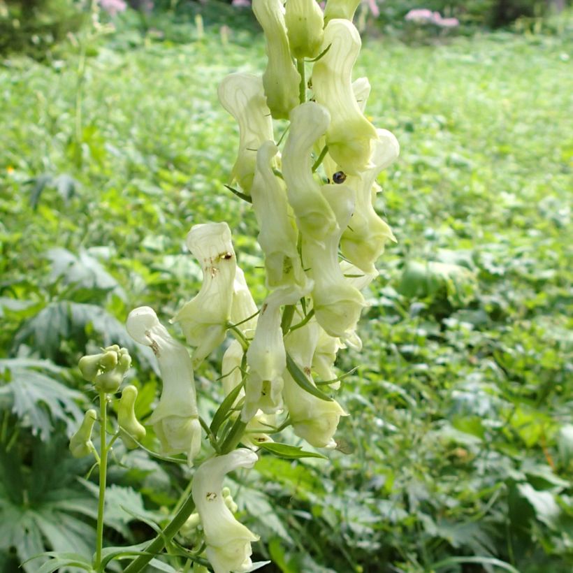 Aconitum lycoctonum subsp. neapolitanum (Flowering)