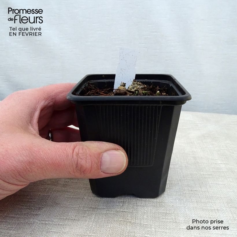 Aconitum napellus subsp. vulgare 8/9 cm pot sample as delivered in winter