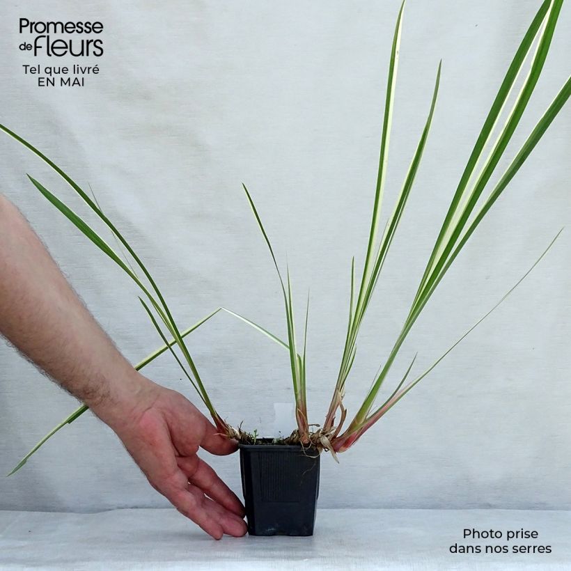 Acorus calamus Variegatus 8/9 cm pot sample as delivered in spring