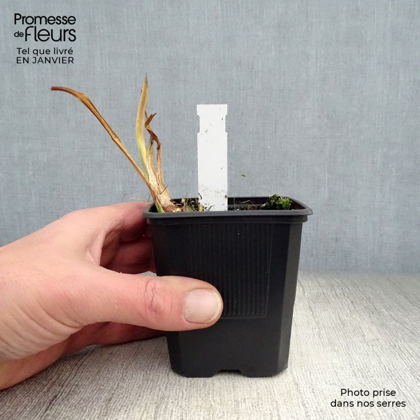 Acorus calamus Variegatus 8/9 cm pot sample as delivered in winter