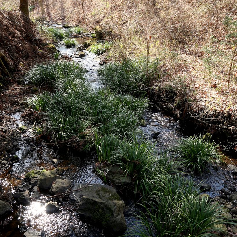 Acorus gramineus (Plant habit)