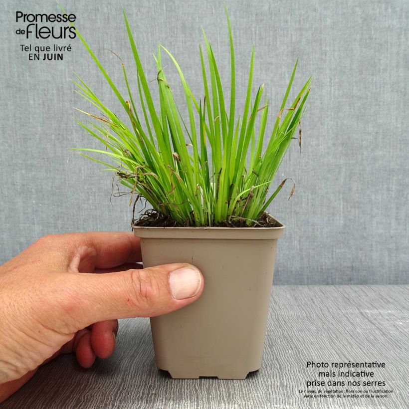 Acorus gramineus Hakuro-nishiki 8/9 cm pot sample as delivered in spring