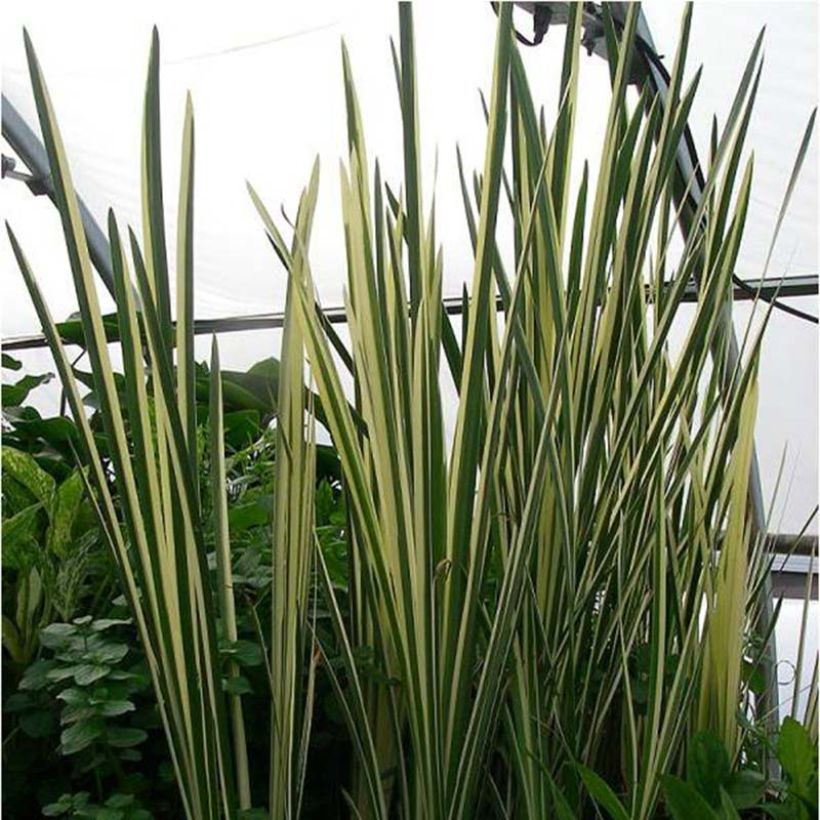 Acorus gramineus Variegatus (Foliage)