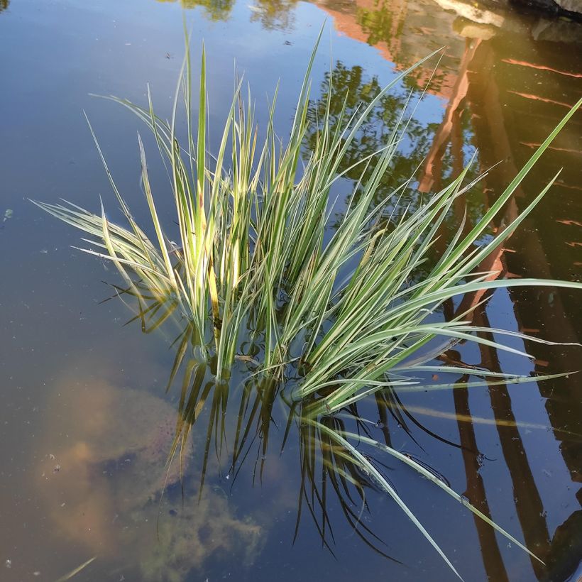 Acorus gramineus Variegatus (Plant habit)