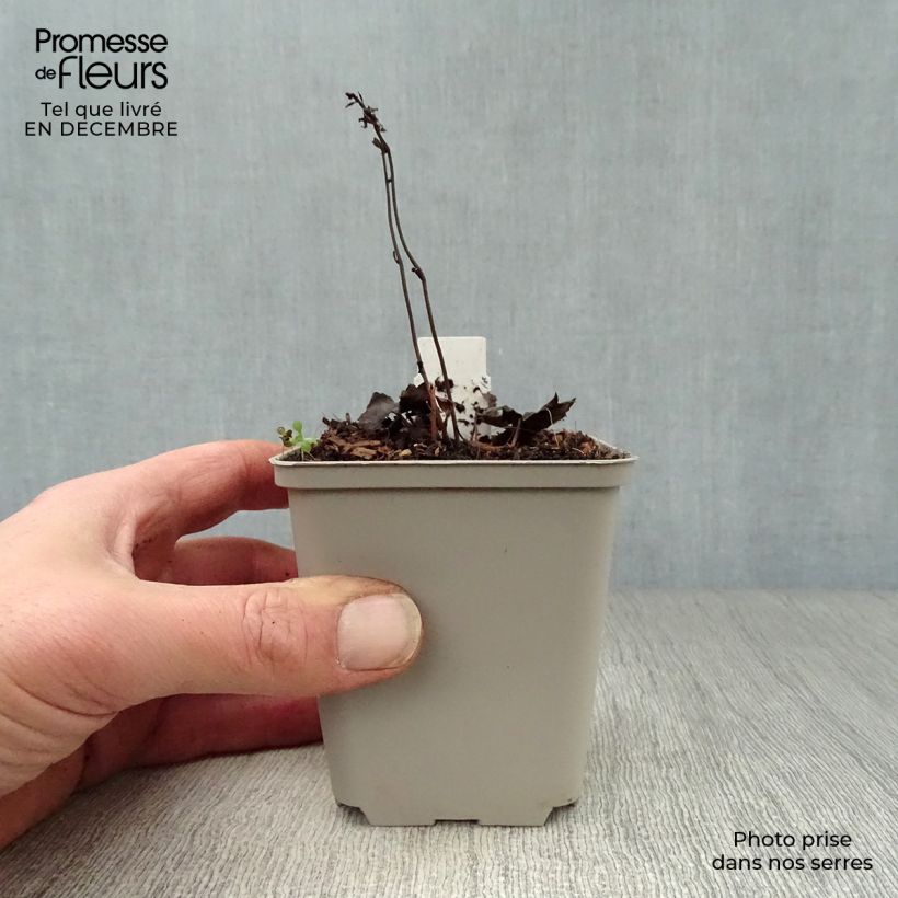 Cimicifuga japonica Cheju-Do 8/9 cm pot sample as delivered in winter