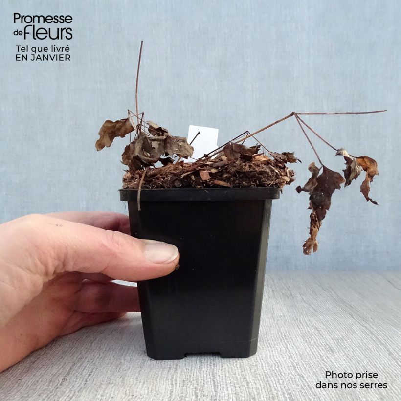 Actaea pachypoda Misty Blue 8/9 cm pot sample as delivered in winter