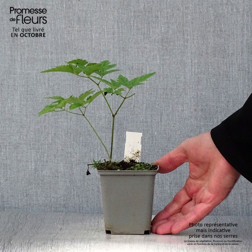 Actaea rubra 8/9 cm pot sample as delivered in autumn