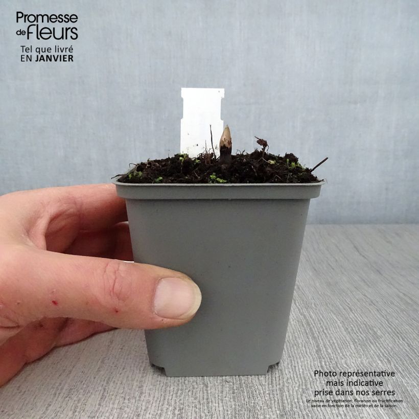 Actaea rubra 8/9 cm pot sample as delivered in winter