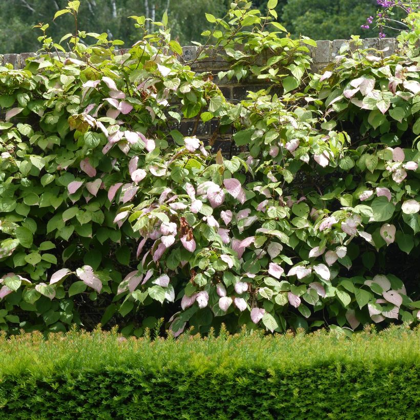 Actinidia kolomikta Eve (Plant habit)