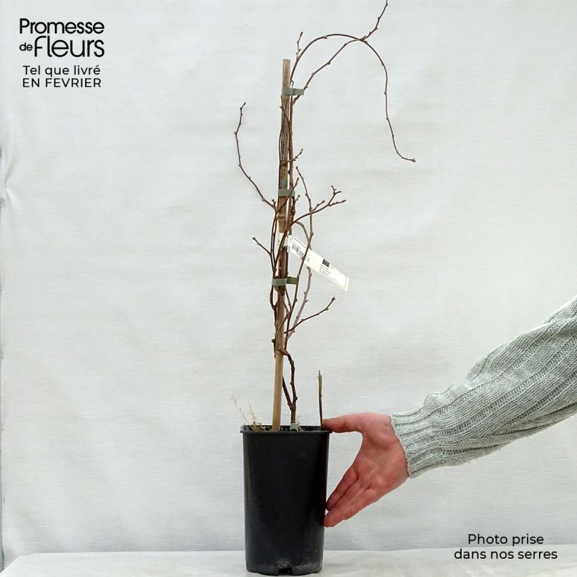 Actinidia kolomikta Eve 1.5L/2L pot sample as delivered in winter