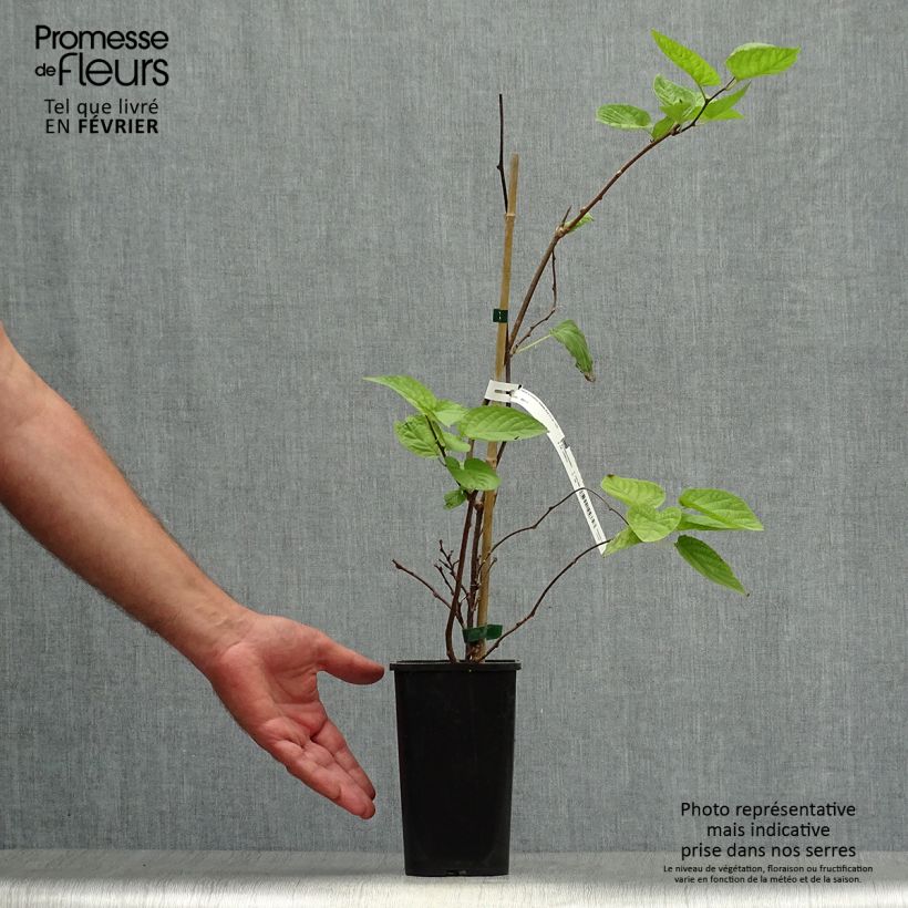 Actinidia kolomikta Eve 1.5L/2L pot sample as delivered in autumn