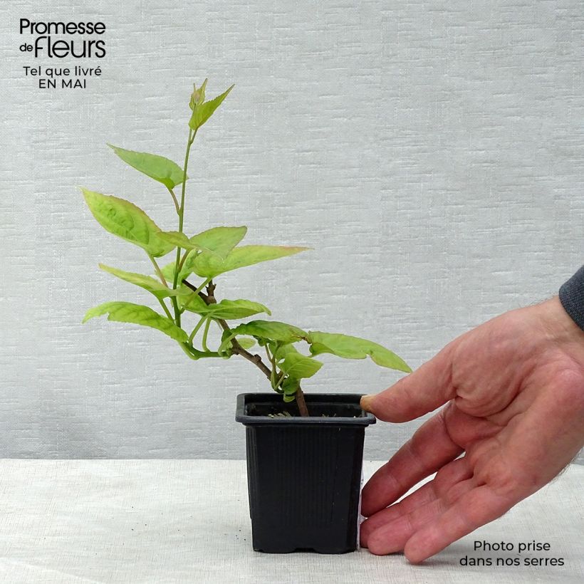 Actinidia kolomikta  8/9 cm pot sample as delivered in spring