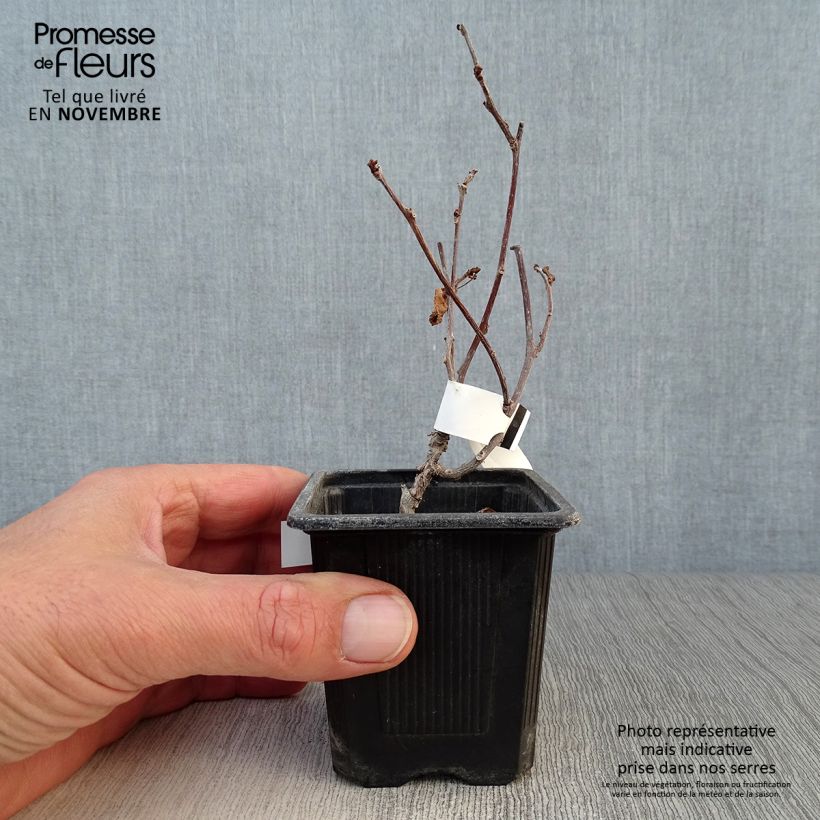 Actinidia kolomikta  8/9 cm pot sample as delivered in autumn