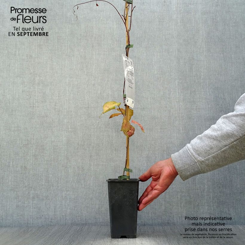 Actinidia kolomikta  2L/3L pot sample as delivered in autumn