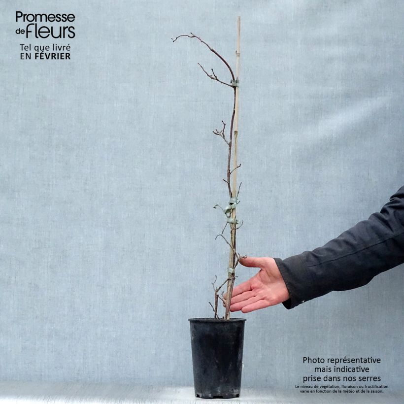 Actinidia pilosula  2L/3L pot sample as delivered in winter