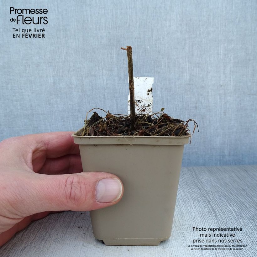 Adenophora confusa Gaudi Violet 8/9 cm pot sample as delivered in winter