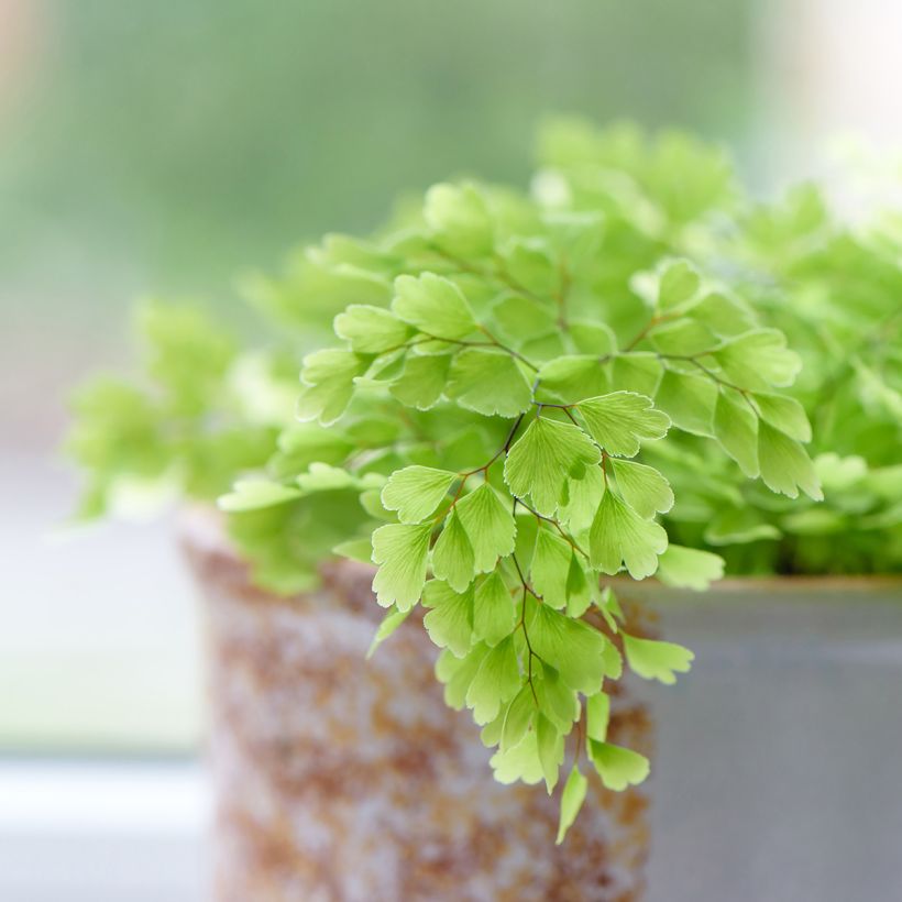 Adiantum raddianum 'Fritz Lüthi' - Capillaire radiée Fritz Lüthi, Capillaire radiée Fritz-Luth (Foliage)