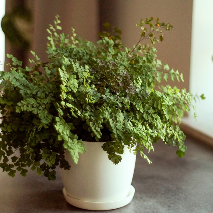 Adiantum raddianum 'Fritz Lüthi' - Capillaire radiée Fritz Lüthi, Capillaire radiée Fritz-Luth (Plant habit)