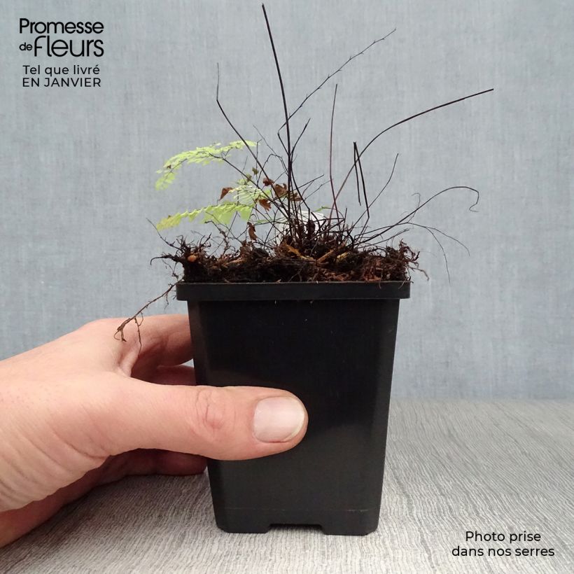 Adiantum aleuticum Imbricatum 8/9 cm pot sample as delivered in winter