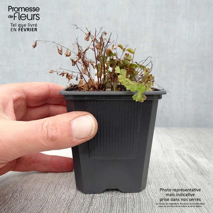 Adiantum pedatum 8/9 cm pot sample as delivered in winter