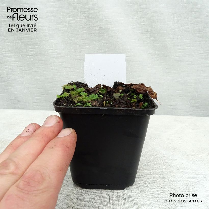 Aegopodium podagraria Variegata 7/8 cm pot sample as delivered in winter