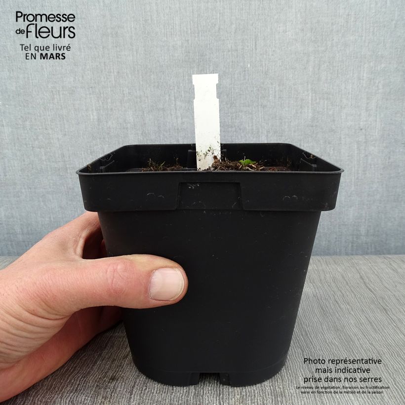 Aegopodium podagraria Variegata 2L/3L pot sample as delivered in winter