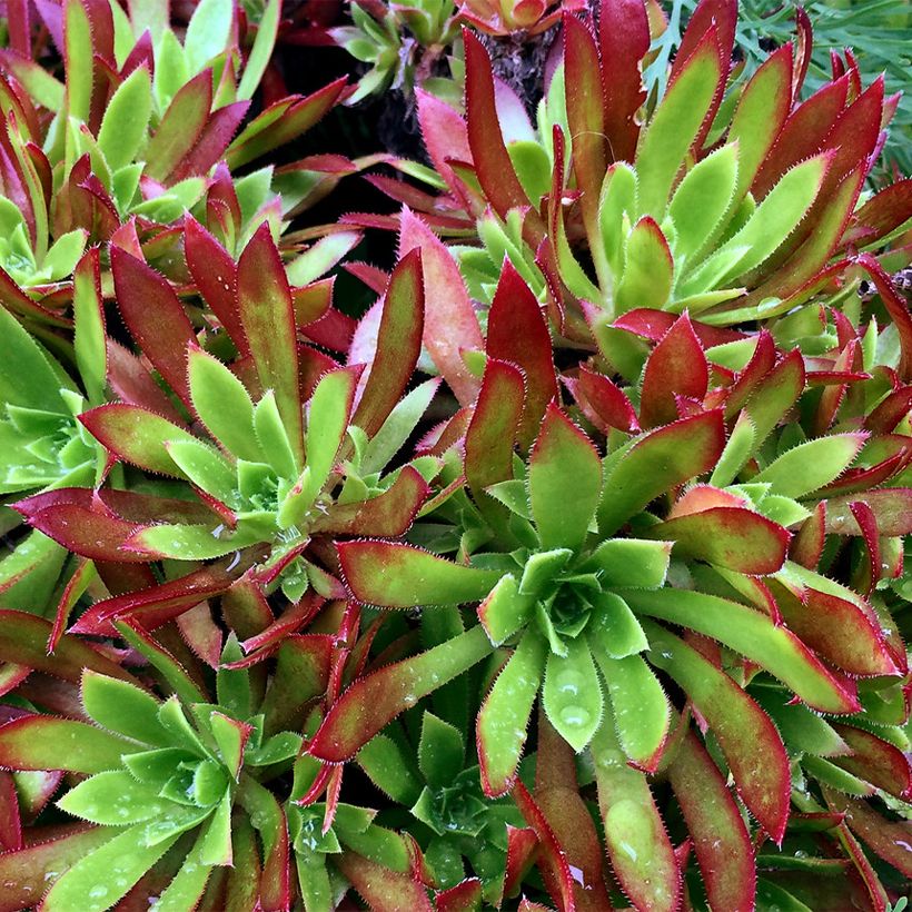 Aeonium arboreum Cornish Tribute (Foliage)