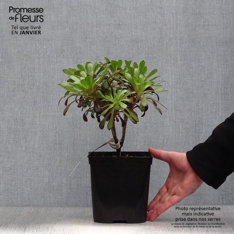 Aeonium arboreum var. atropurpureum Schwarzkopf 3L/4L pot sample as delivered in winter