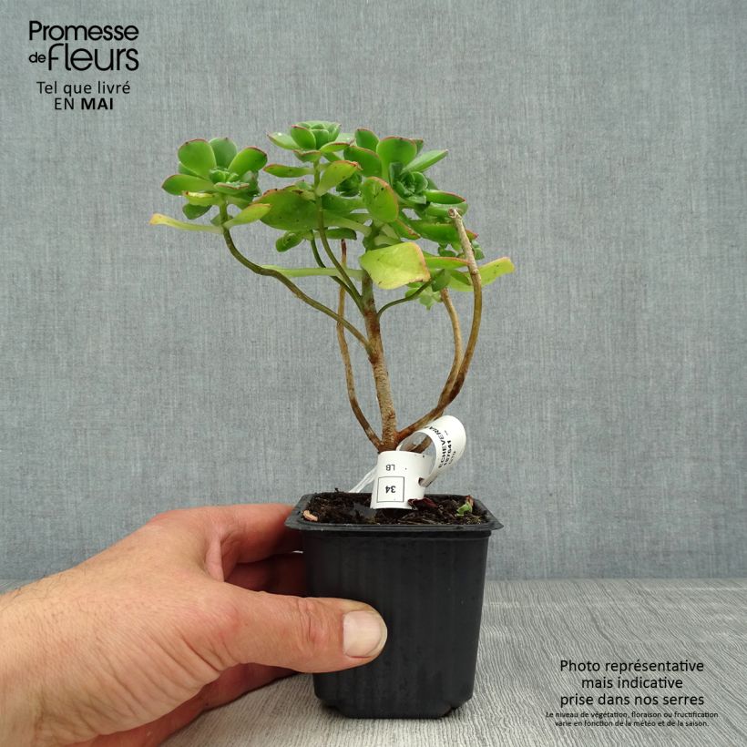 Aeonium haworthii 8/9 cm pot sample as delivered in spring