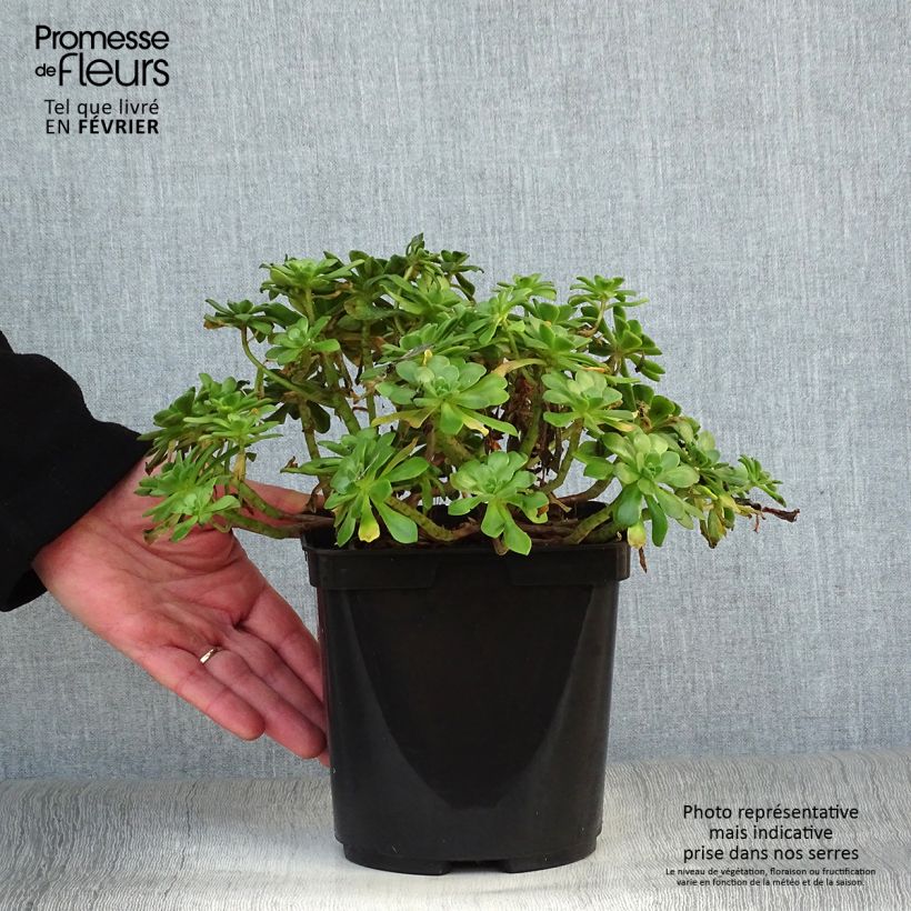 Aeonium occidentale 3L/4L pot sample as delivered in winter
