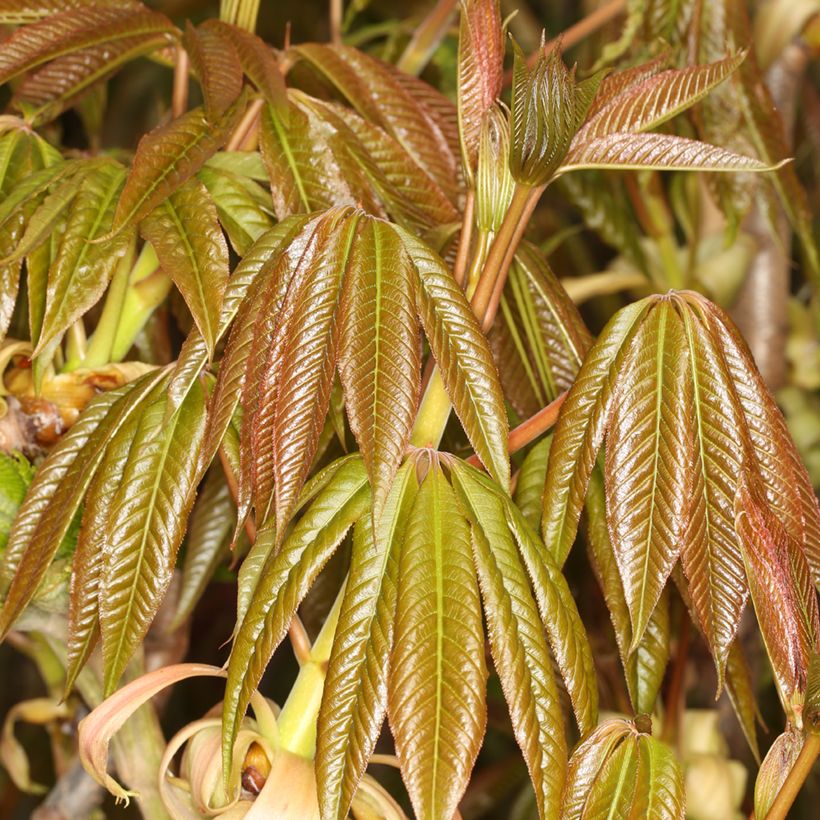 Aesculus chinensis - Chinese horse chestnut (Foliage)