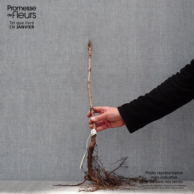 Aesculus hippocastanum Bare root sample as delivered in winter