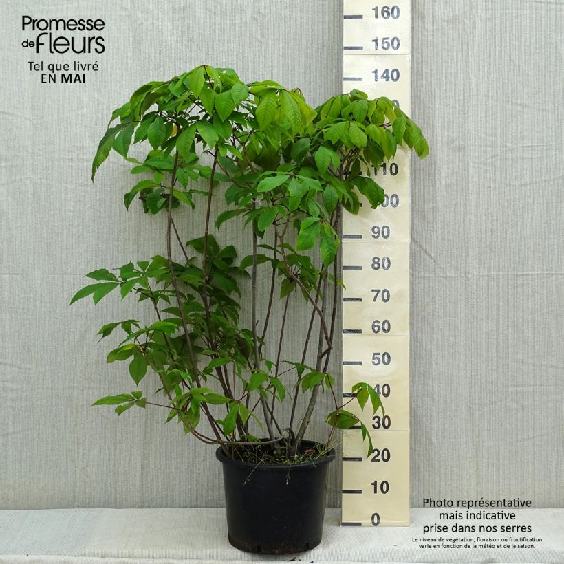 Aesculus parviflora 20L/25L pot sample as delivered in spring