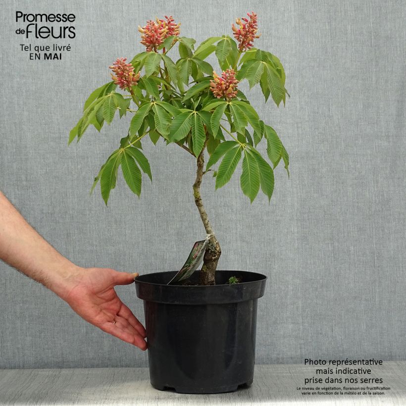 Aesculus pavia var. discolor Koehnei 7.5L/10L pot sample as delivered in spring
