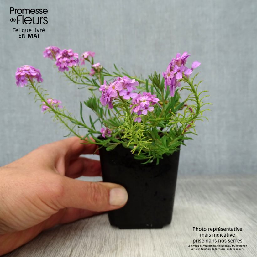 Aethionema armenum Warley Rose 8/9 cm pot sample as delivered in spring