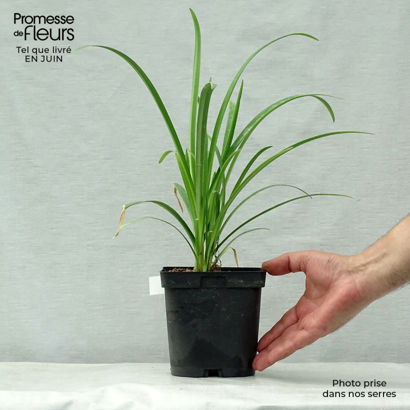 Agapanthe Arctic Star sample as delivered in summer