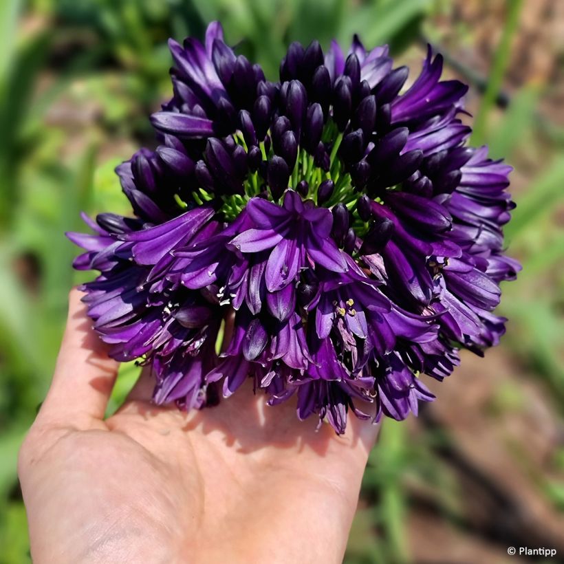 Agapanthus Black Jack (Flowering)