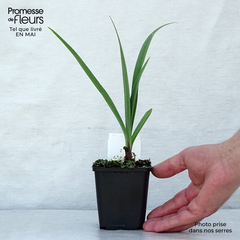 Agapanthus Black Pantha - Lily of the Nile 8/9 cm pot sample as delivered in spring