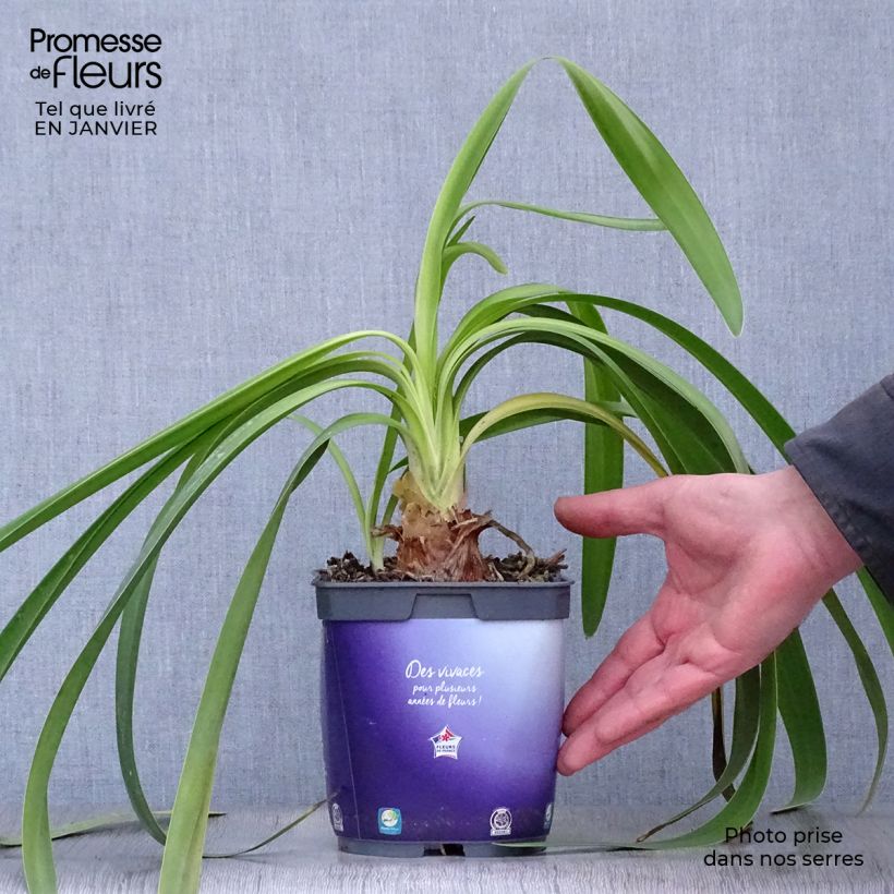 Agapanthus Black Pantha - Lily of the Nile 2L/3L pot sample as delivered in winter