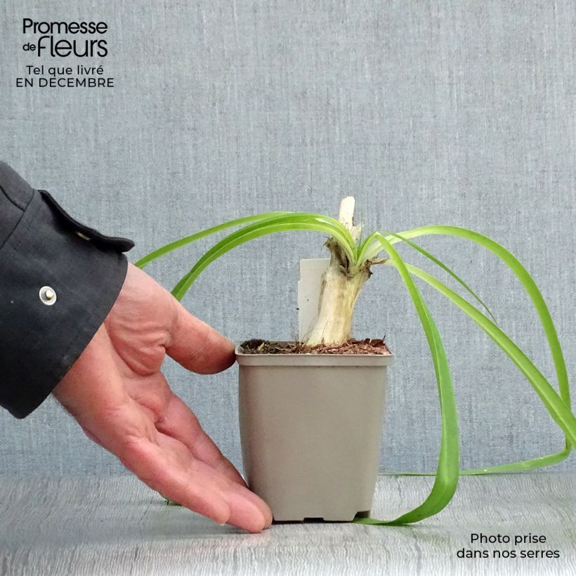 Agapanthus Blue Heaven 8/9 cm pot sample as delivered in winter