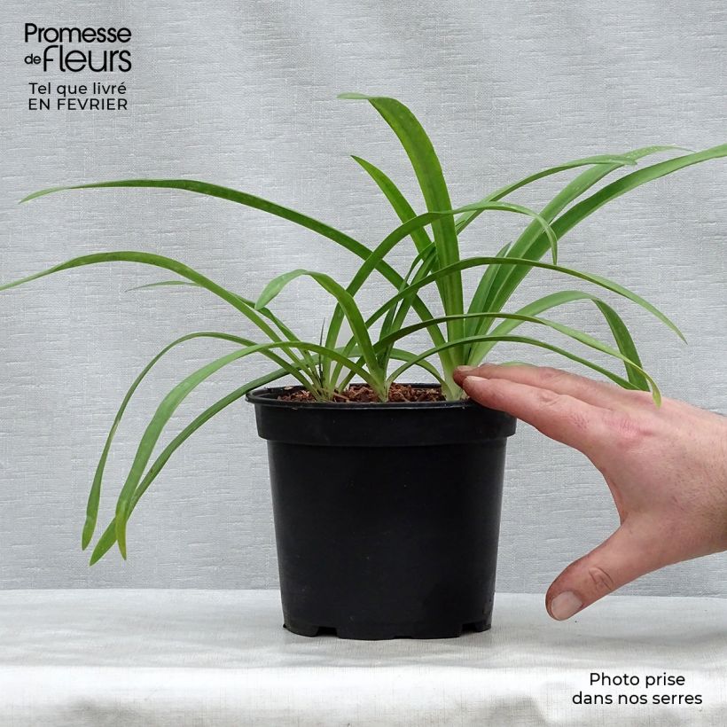 Agapanthus Blue Heaven 2L/3L pot sample as delivered in winter