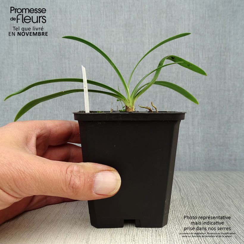 Agapanthus Blue Triumphator 8/9 cm pot sample as delivered in autumn